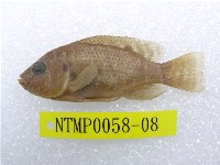 藏品(吉利慈鯛)的圖片